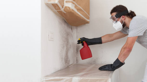 Professional Basement Mold Remediation technician working in Kearny, NJ