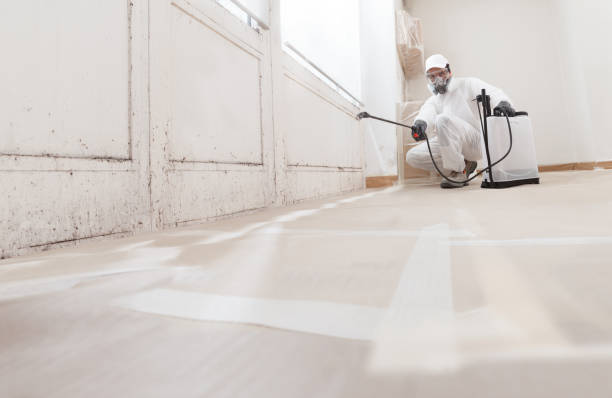 24/7 Emergency Basement Mold Remediation experts in Kearny, NJ