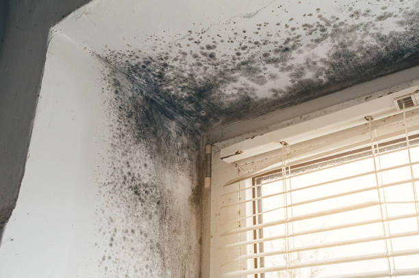 Affordable Basement Mold Remediation solutions in Kearny, NJ